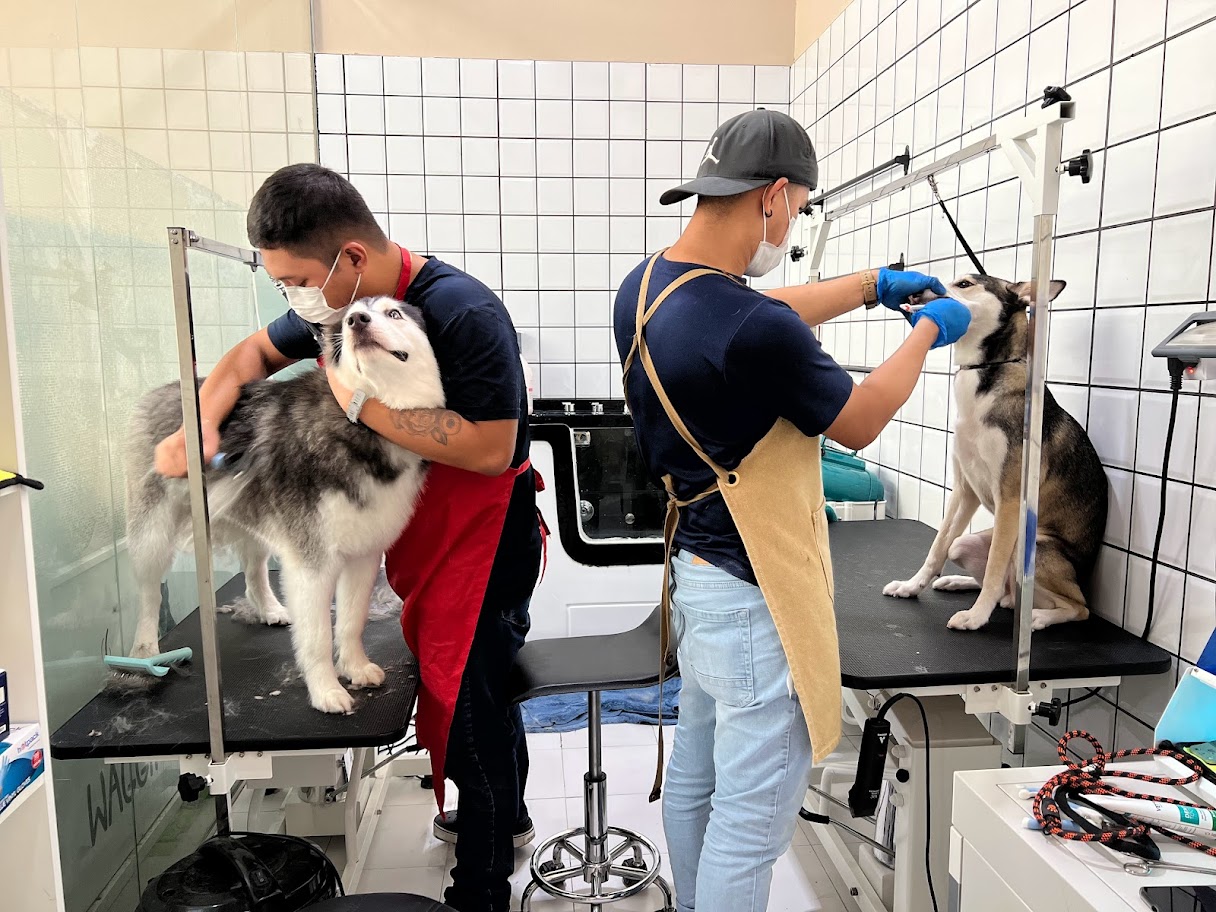 Waggin Tails Pets Care Pets Grooming, Pets Care, Pet Moving