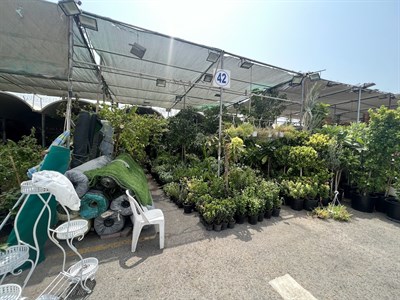 Umm Al Salsal Trading Flowers & Indoor Plants