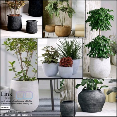 Link Nature Logistics and Trading LLC