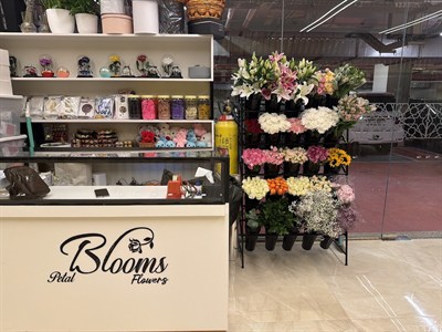 Petal Blooms Flowers