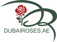 Dubai Roses